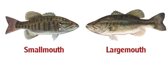 Smallmouth and Largemouth bass illustrations