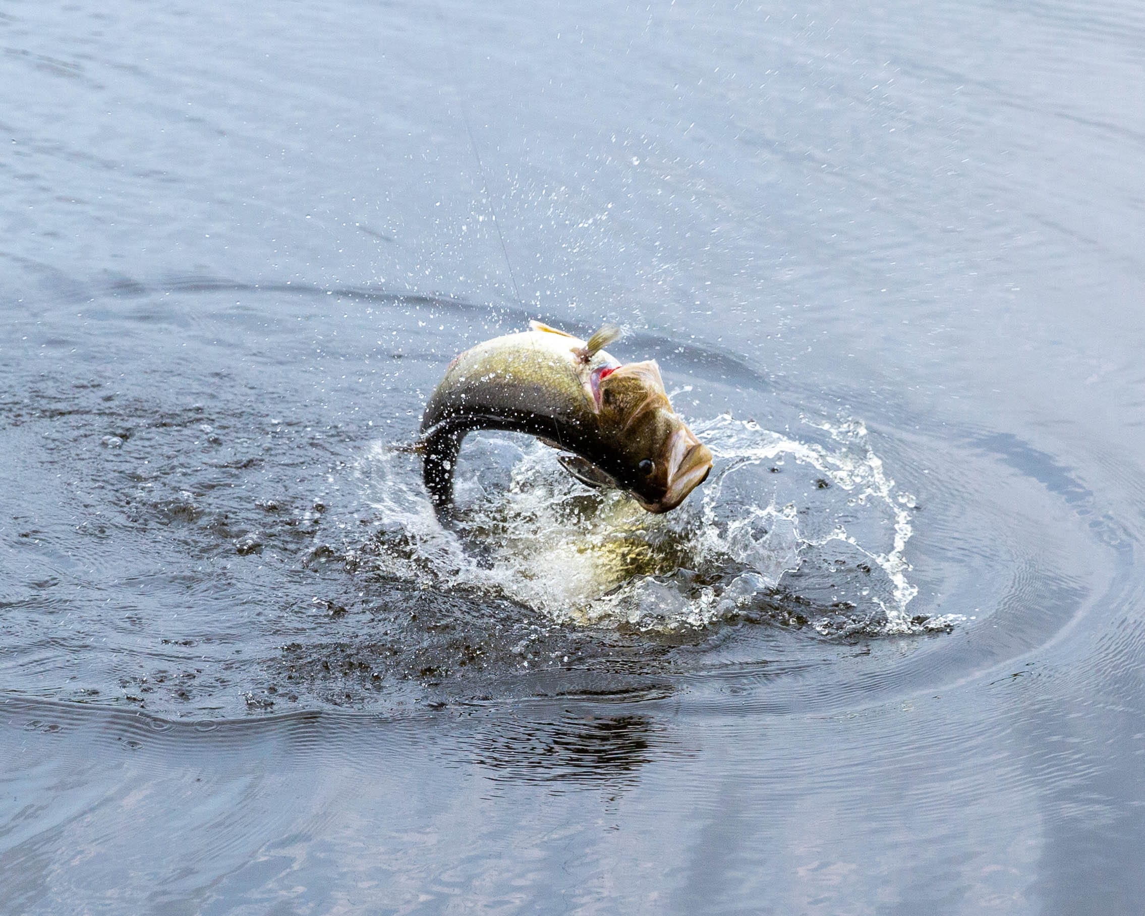 Bass fishing