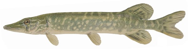 Pike fish illustration