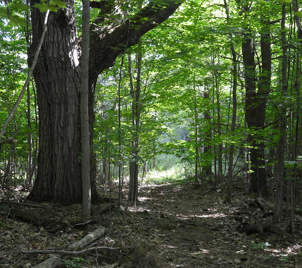Hiking-Trail-Web-13