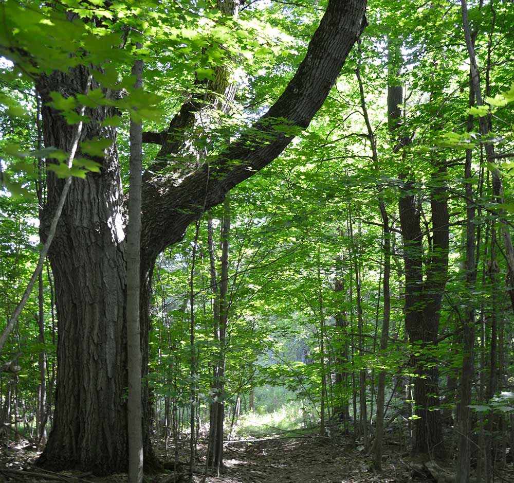 Hiking-Trail-Web-15